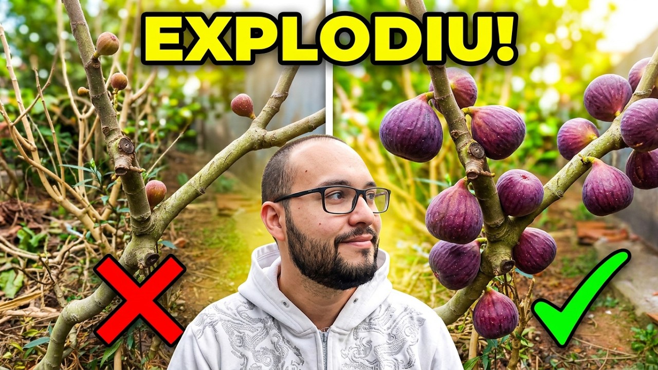 COMO PODAR O PÉ DE FIGO PARA PRODUZIR MUITO EM POUCO ESPAÇO.