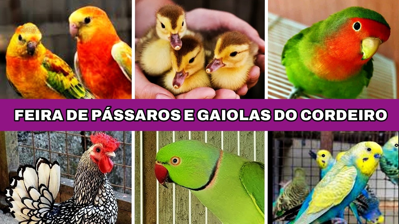 Feira de Pássaros e Gaiolas do Cordeiro  02 #gaiola #passaros #criarpassaros