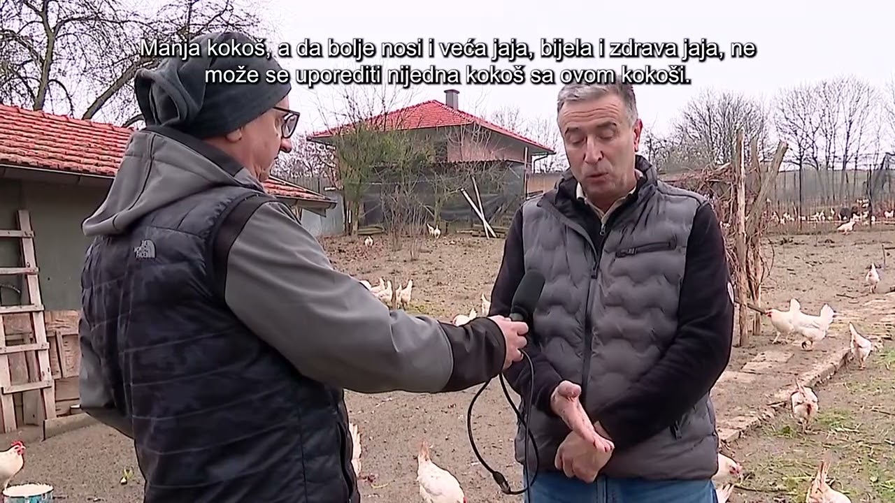 LEGHORN KOKE NOSILJE SVE POPULARNIJE U VISOKOM.