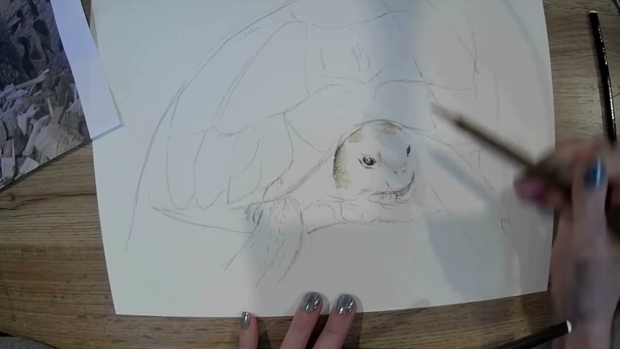 Drawalong with Pip - Hermanns Tortoise