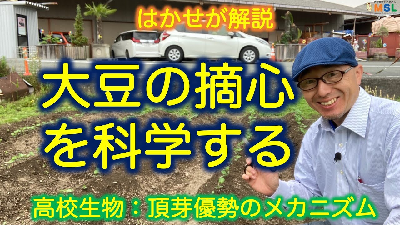 はかせが解説「大豆の摘心を科学する」（高校生物　頂芽優勢のメカニズム）夏休みの自由研究にも！