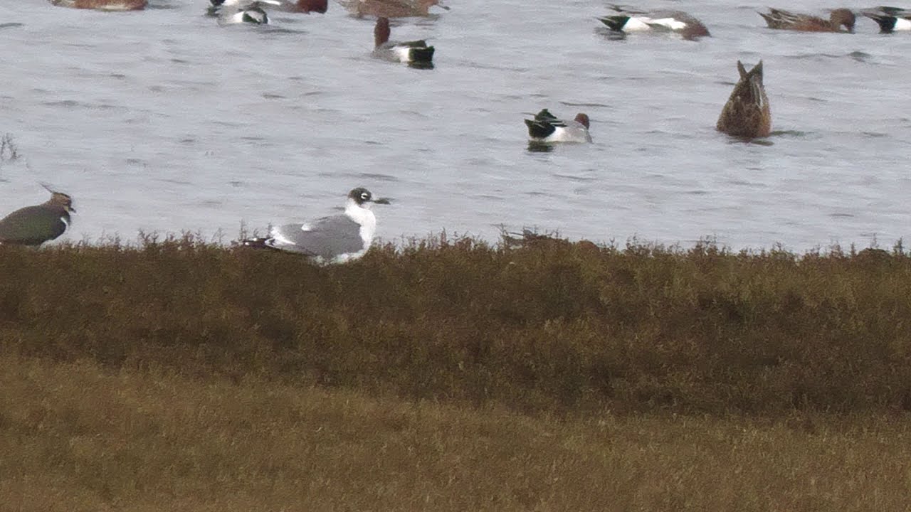 Adult Franklins Gull and Female Blue winged Teal Hayle Estuary.