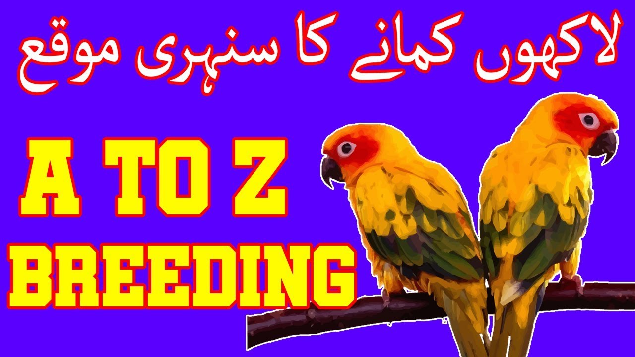 how to breed sun conure birds at home easily. Video No. 375