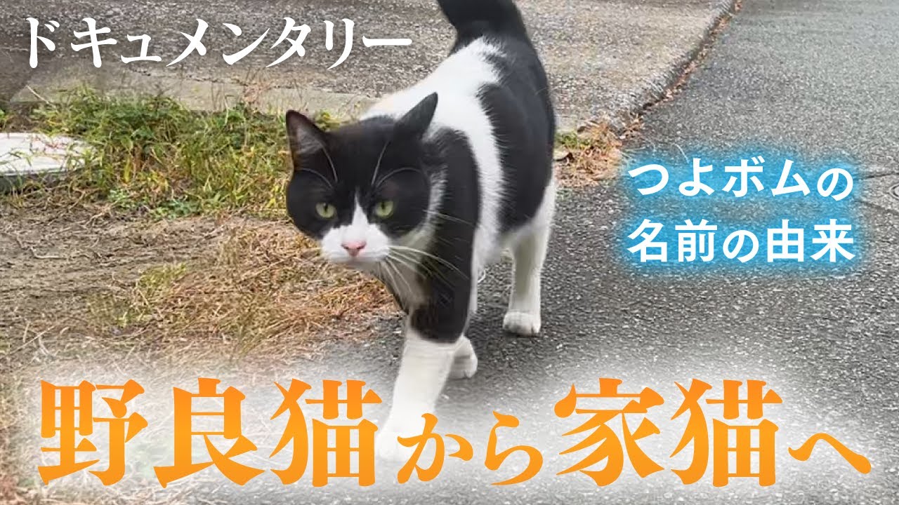 【保護から2年】大ケガをした野良猫が家猫になるまで【全記録】