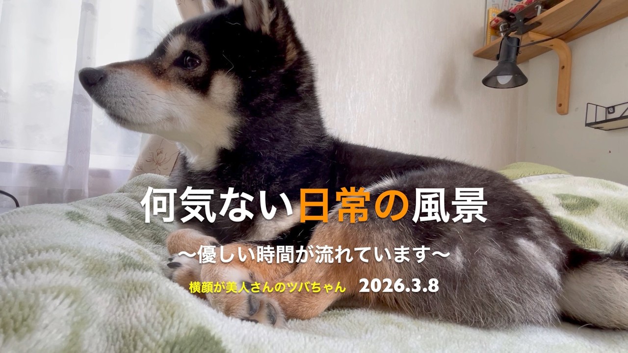 【優しい時間がここには流れています】何気ない日常の風景(2026.3.8)🐶【昔保護犬だった黒柴ツバちゃん】