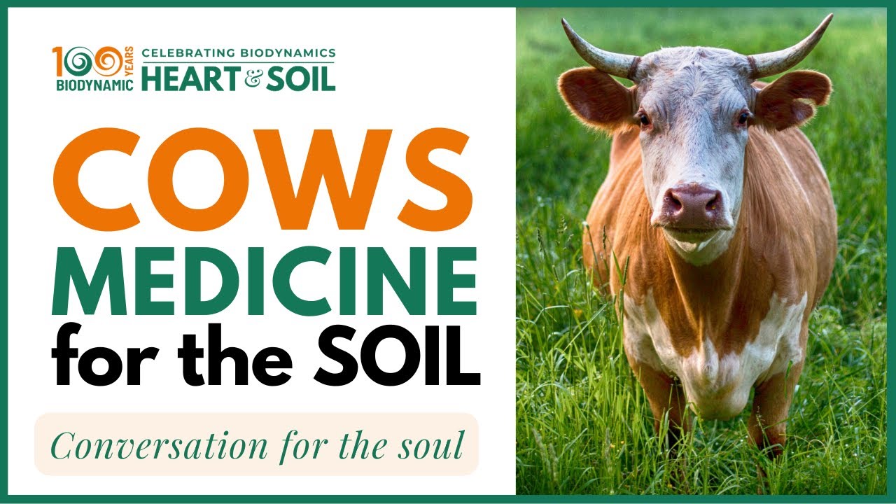 Cows &bull; Medicine for the Soil | Ruth Tschannen #biodynamicfarming
