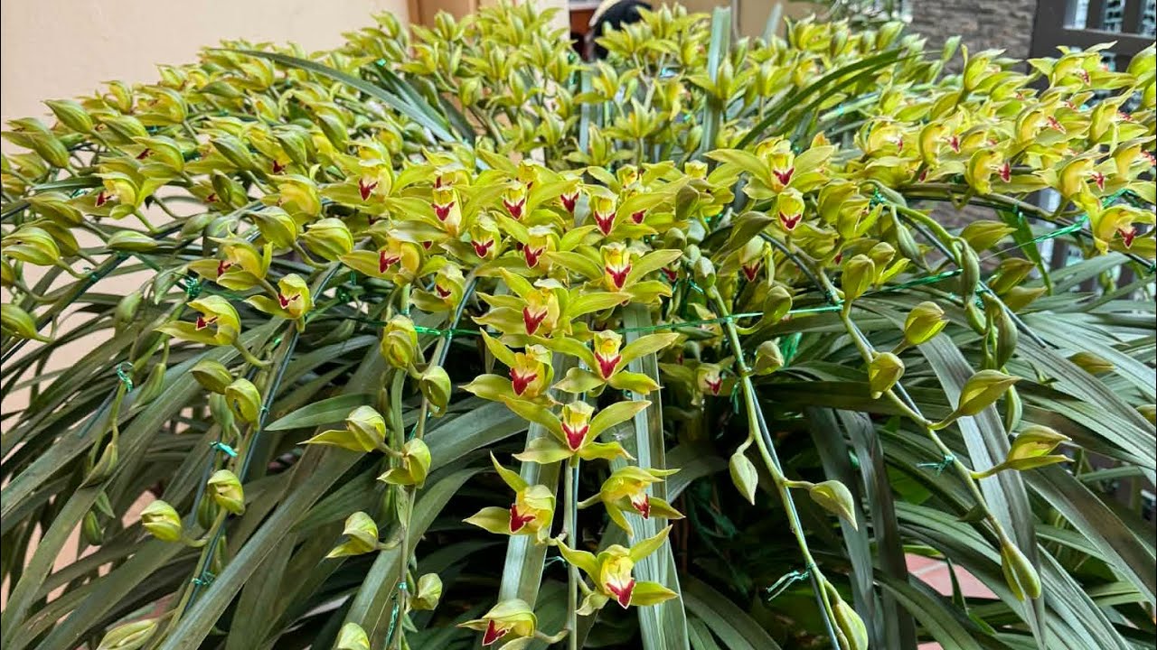 (3/2) EM HUYỀN LAI CHÂU BÁN PHONG LAN RỪNG THUẦN 0855402333
