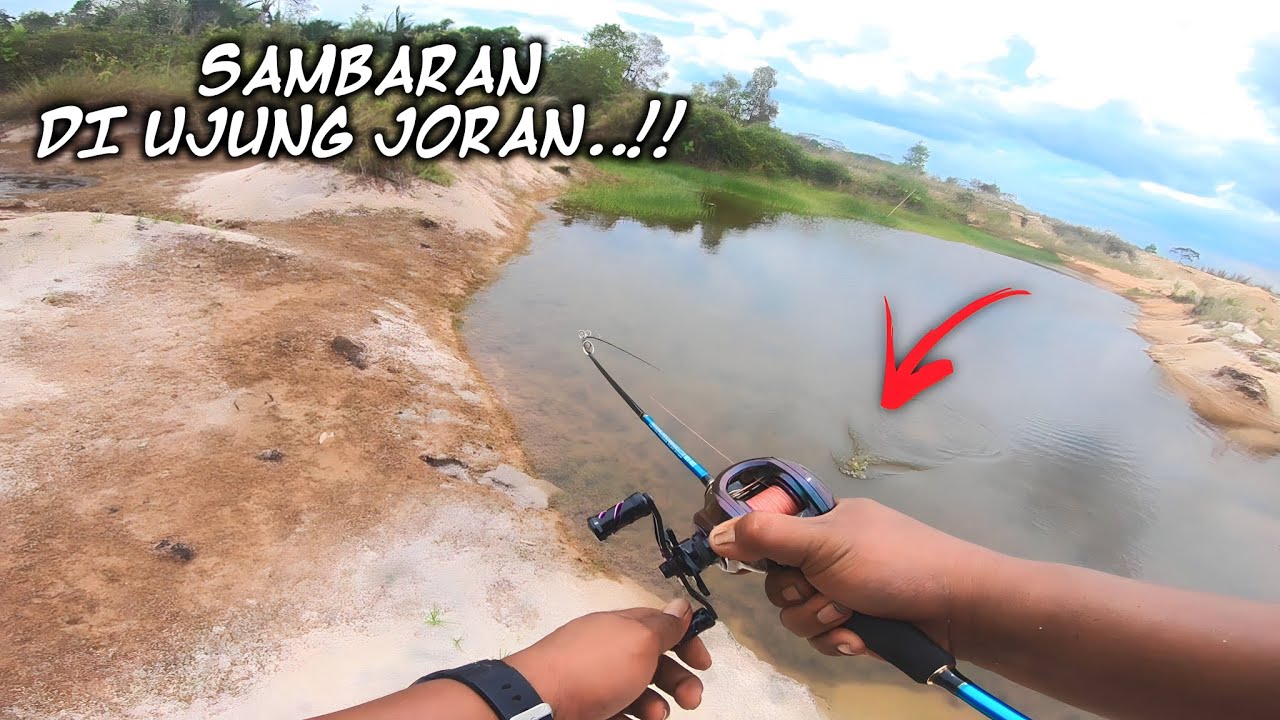TEST REEL BC ZORRO ZILLION UNTUK CASTING GABUS ASLI ENAK BANGET‼️ZORRO ZILLION FT ORCA GOBLIN