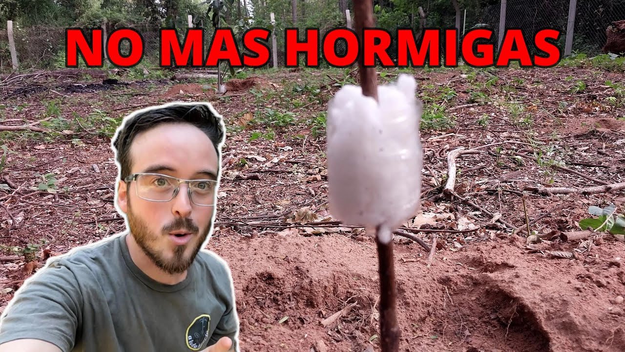 Como proteger tus arboles de hormigas