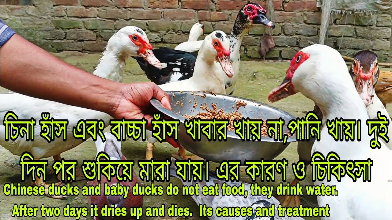 চীনা হাঁস খাবার খায় না শুধু পানি খায়। বসে ঝিমায় Chinese ducks do not eat food,only water.Sitandsl