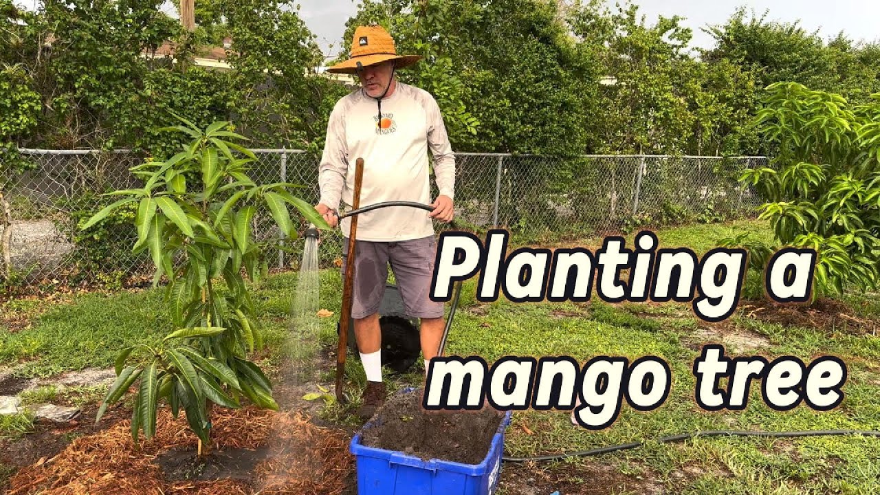 Planting a mango tree