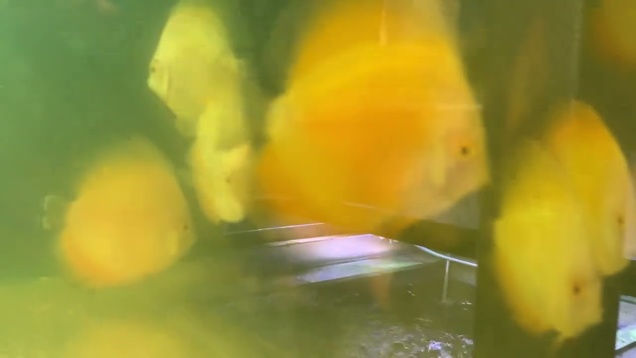 Vietnam imports - red melons 2.5 inch. Yellow melons 3.5 inch £35 each @ Cheshire Oaks Discus fish