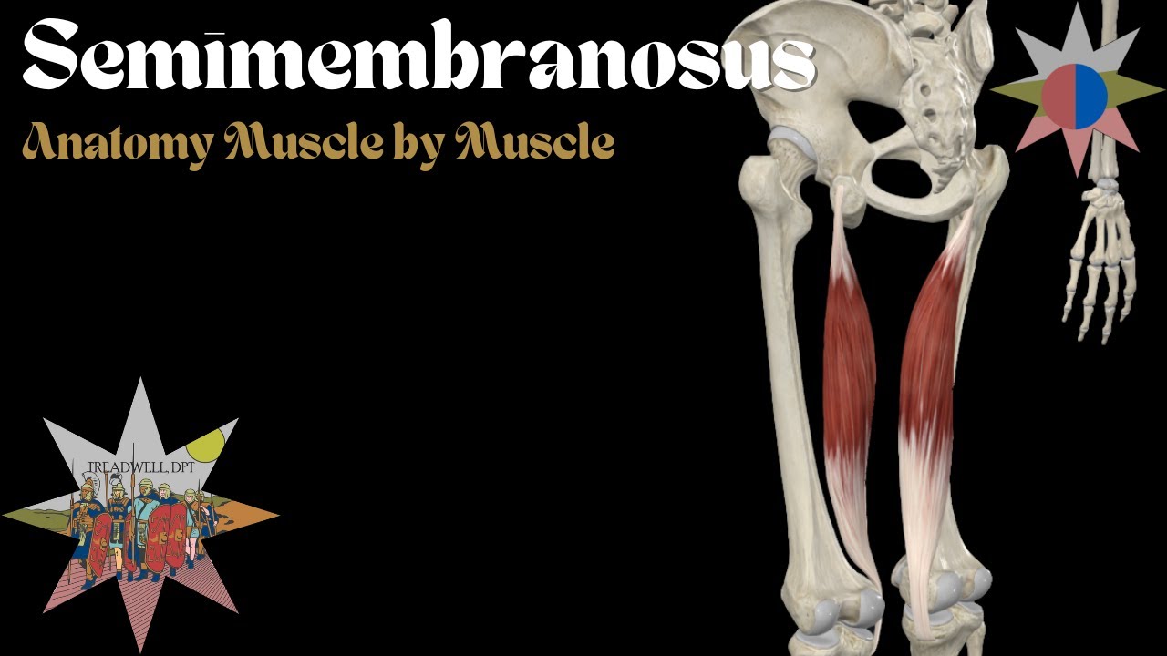 Semimembranosus: Origin/Insertion, Action & Research Tidbits – Anatomy Breakdown with Treadwell, DPT