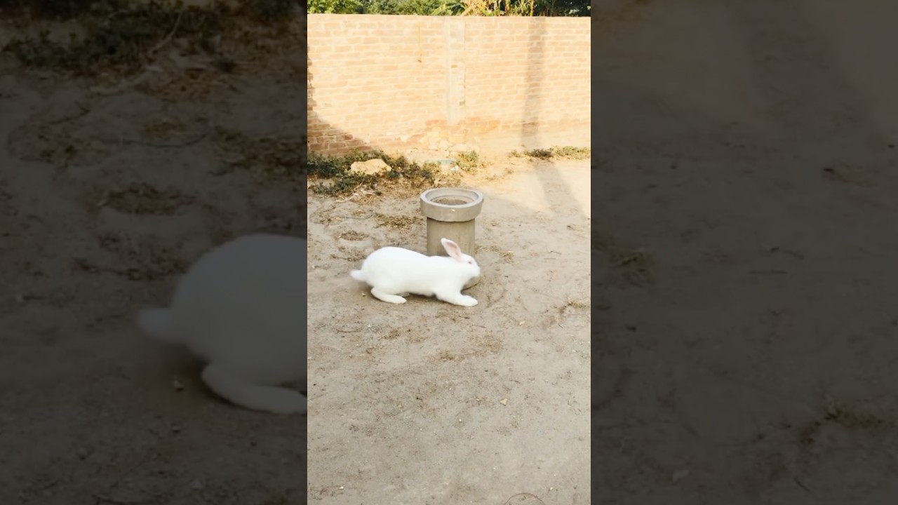 Allah#new#beautiful  #youtubevideo #shortsfeed  #trending #viralvideo#bhoot#today#lion#rabbit #news