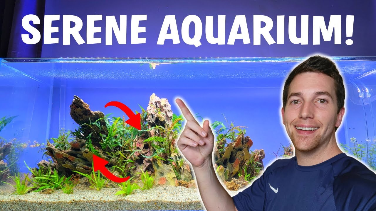 Setting Up A Natural Looking Aquarium - Easy Materials And Plants!