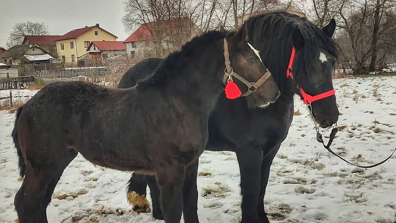 КОНІ ПОРОДИ ПЕРШЕРОН ЦЕ МІЦЬ, ГРАЦІЯ, СИЛА І НЕЙМОВІРНА КРАСА.