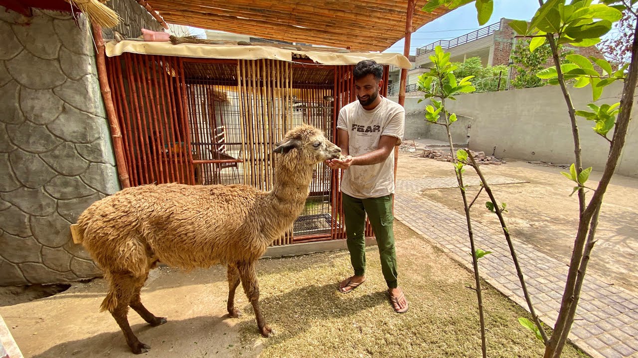 Lama Agiya Bht Cute Hai😍