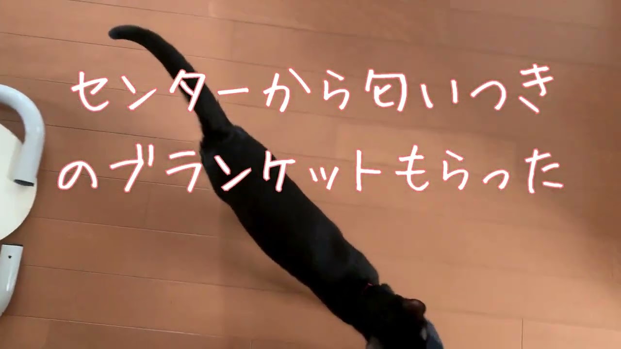 ２匹目　お迎え初日