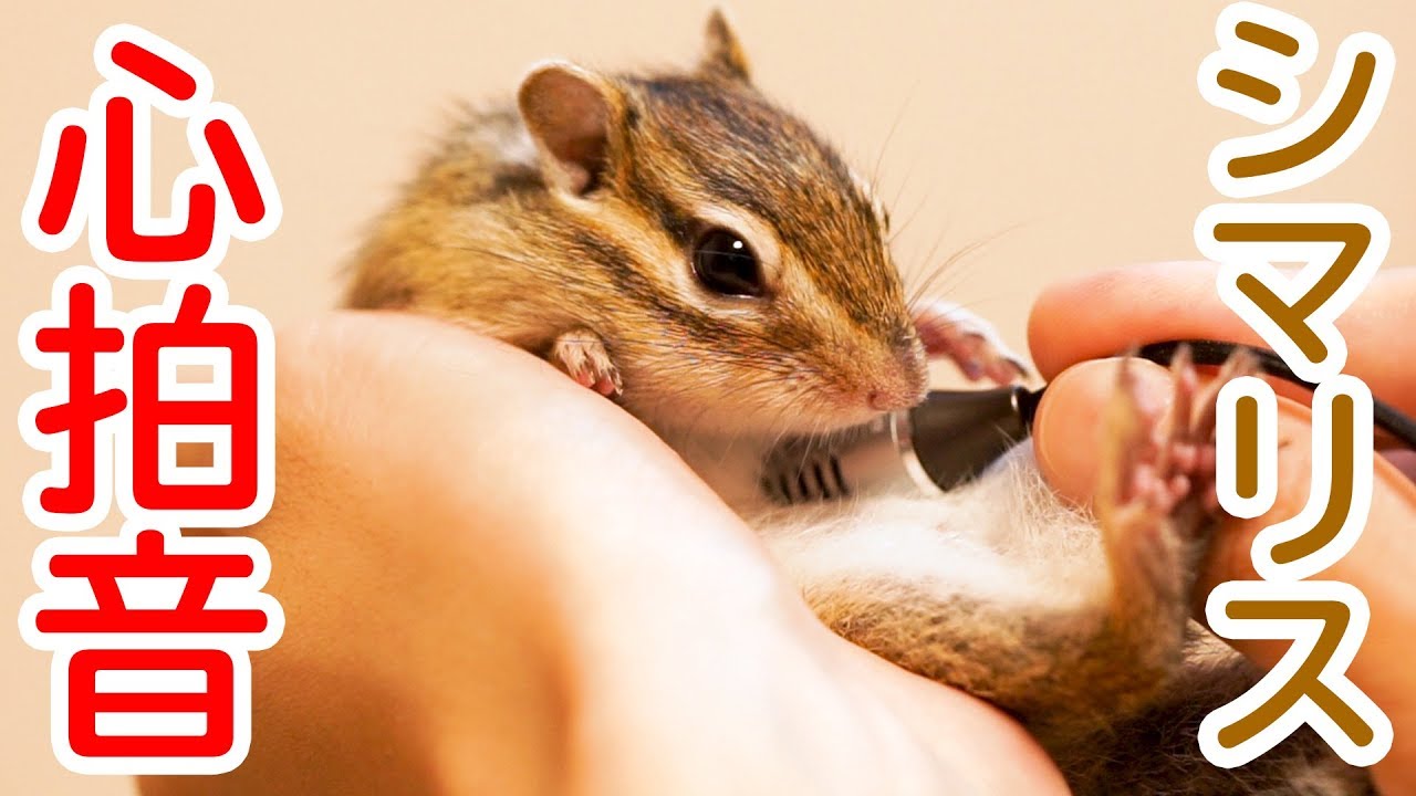 シマリスの心拍音ってどんな感じなの？/Heartbeat sound of squirrel !!