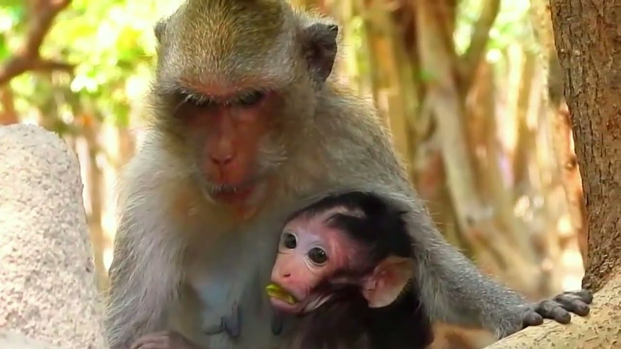 🔴LIVE: Amazing! Baby Monkey Clings to Friends for the First Time 🐒💞