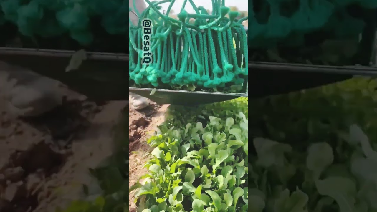 Zobacz ten ręczny kombajn do zbioru zielonych warzyw w akcji! 🥬⚡