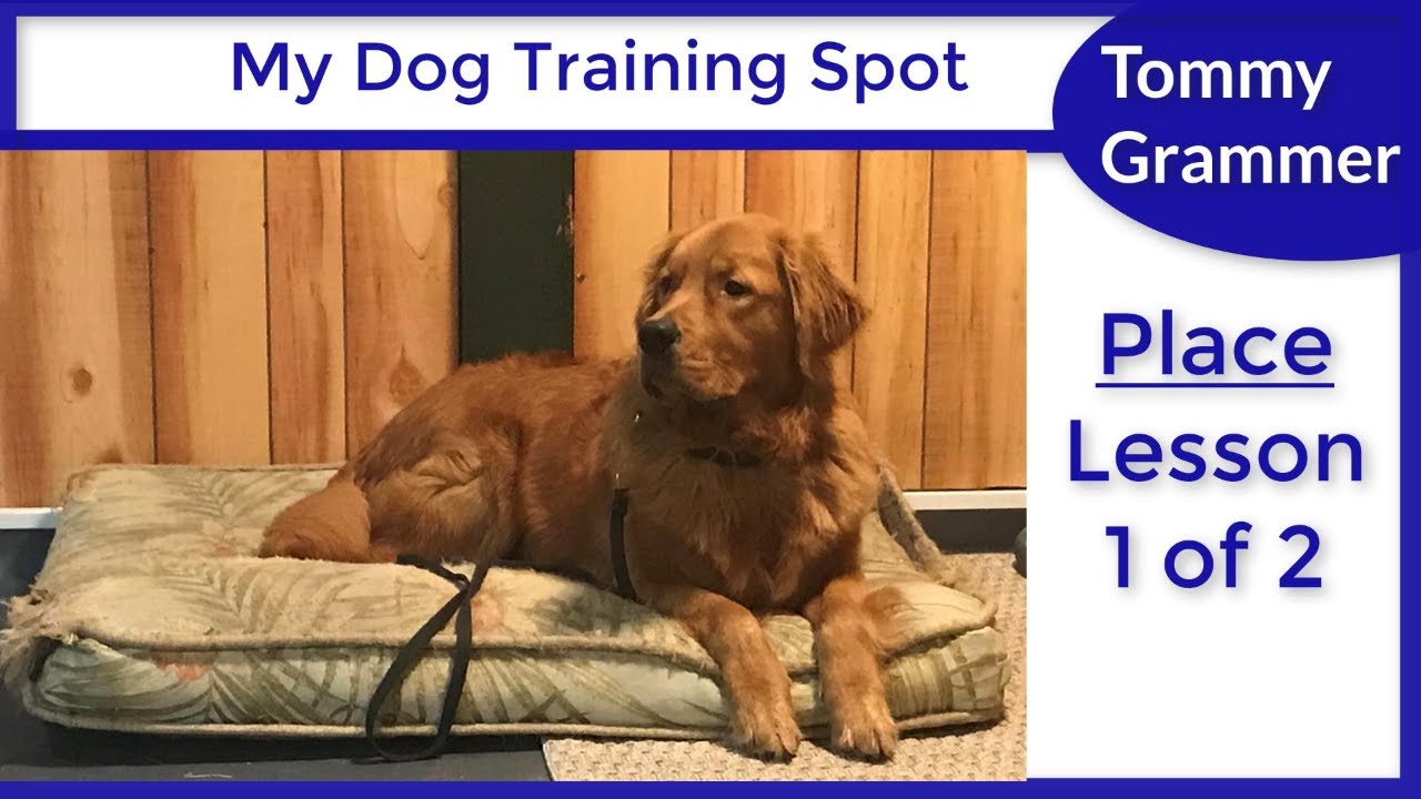 Train your dog to go to their bed or Place