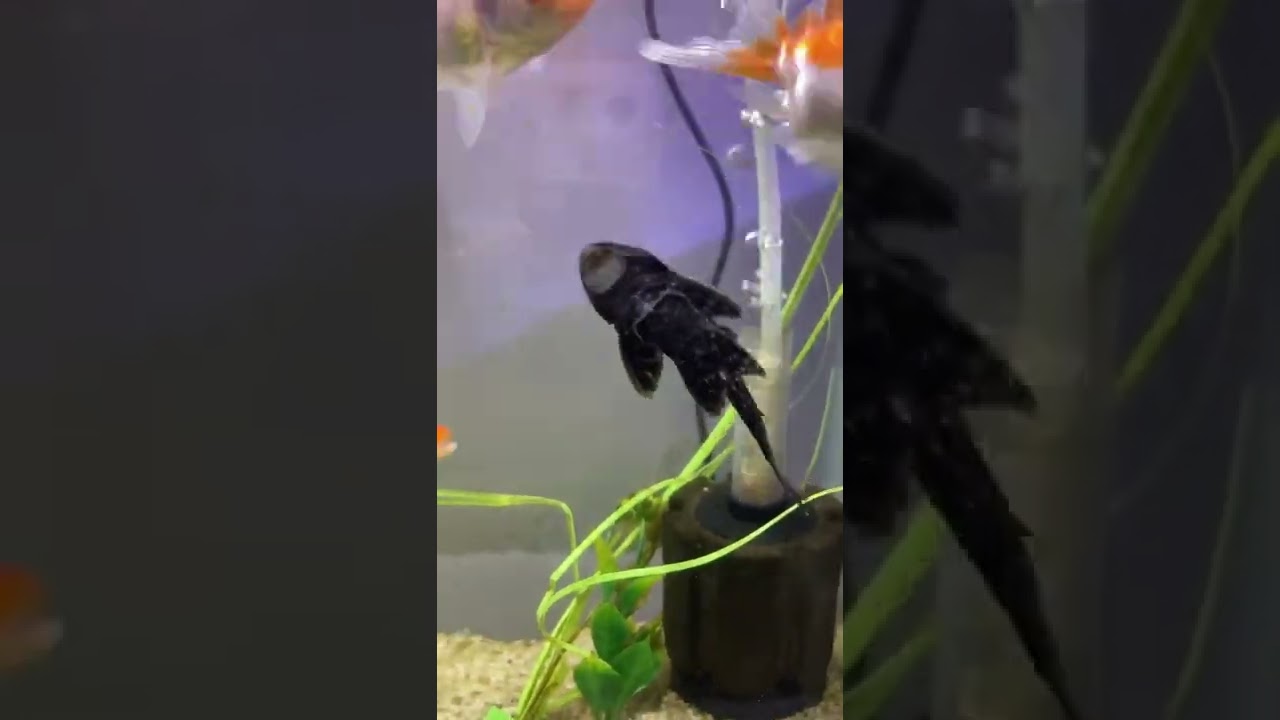 #suckerfish fish! Aquarium shorts! #aquarium 🥺