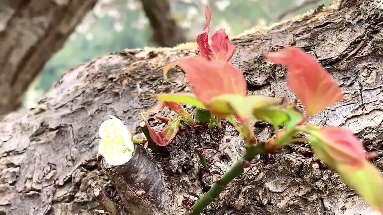 南投賞梅趣