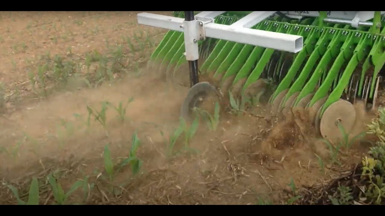 Semis dans un couvert vivant en Agriculture Biologique