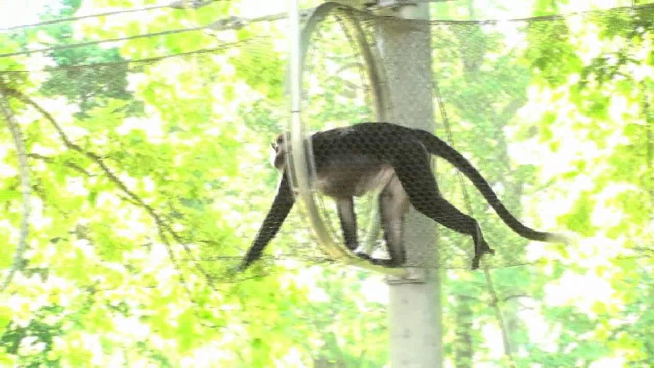 Philadelphia Zoo Redcapped Mangabey in Treetop Trail