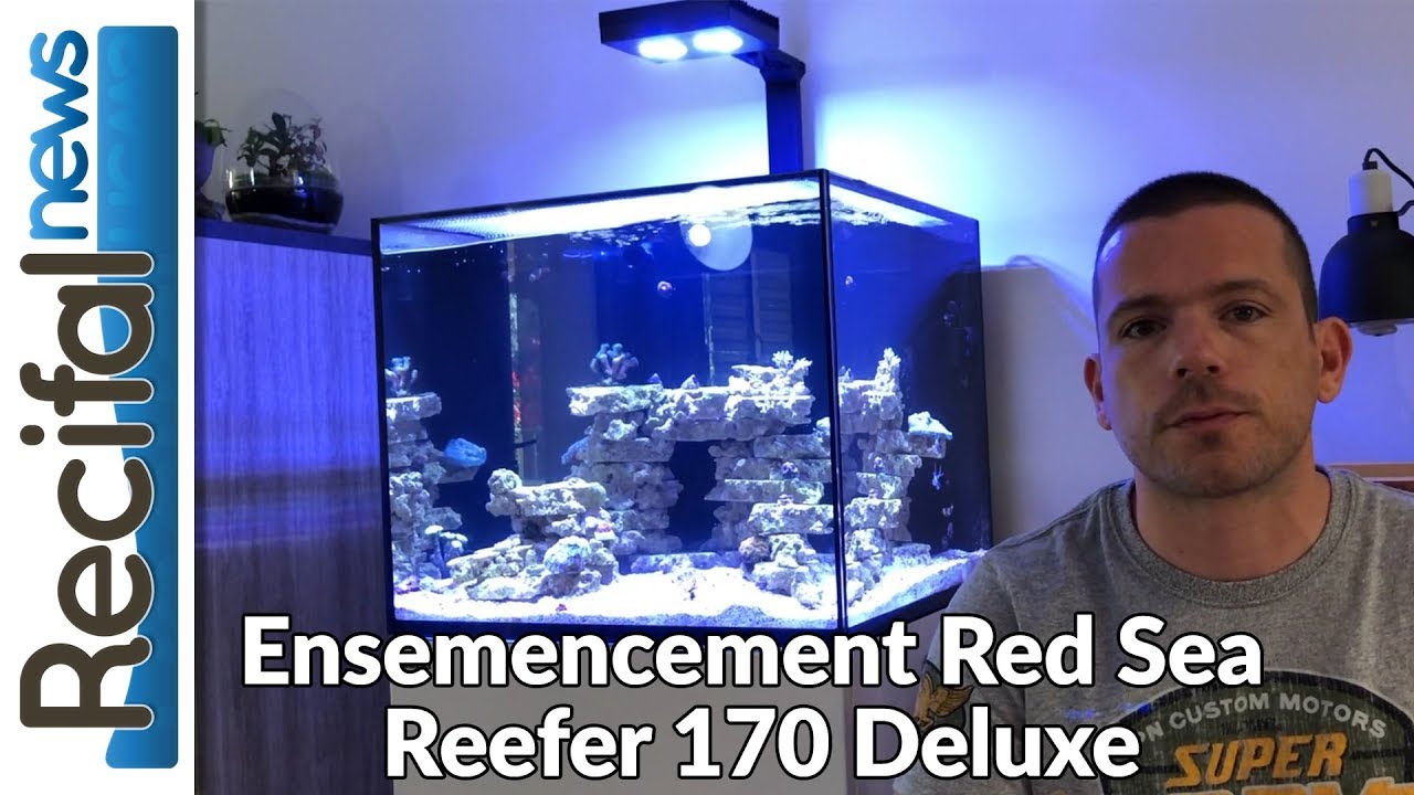 [VLOG#2] Geoffrey : ensemencement Red Sea Reefer 170