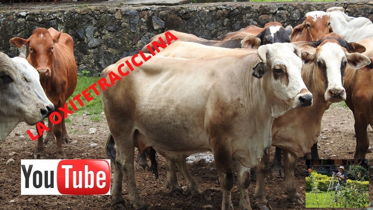 LA OXITETRACILINA  Y SU USO EN GANADERÍA/OXYTETRACYLINE AND ITS USE IN LIVESTOCK