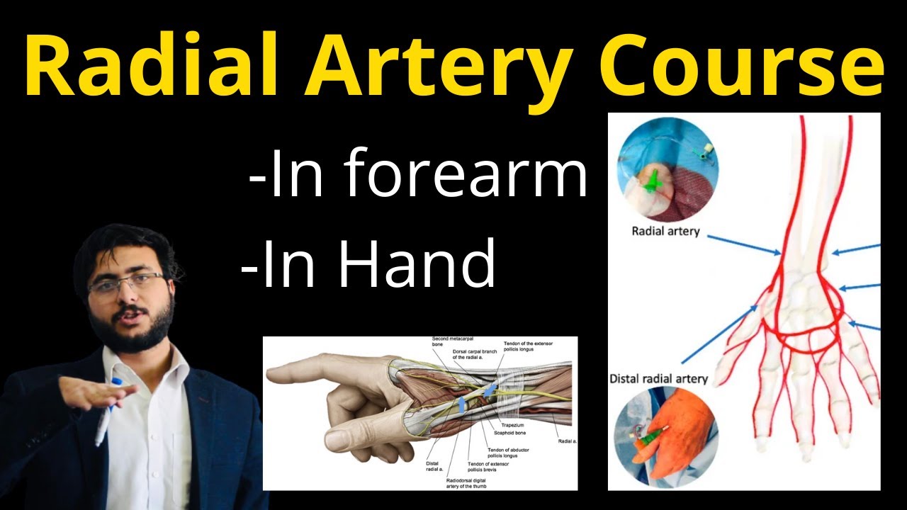 Radial Artery Course in Forearm l Hand l Anatomy l Branches