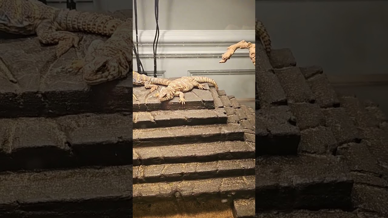 ornate uromastyx asleep in the food bowl #reptile #animals