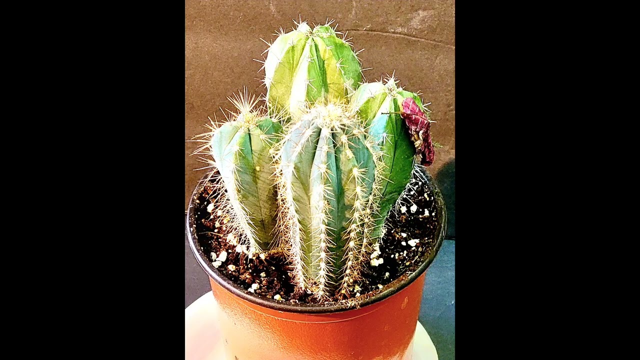 love grow here 