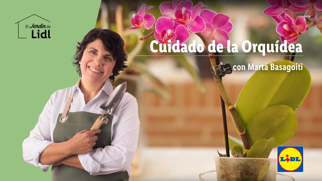 Cuidado de la Orquídea🎍🌺 | El Jardín De Lidl | Lidl España