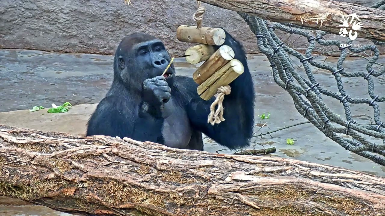 Vylep&scaron;en&yacute; enrichment v Centru M&eacute;fou