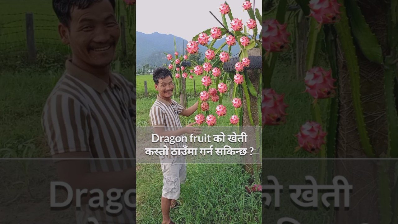 How to farming dragon fruit in Nepal #himaldragonfruitsfarm #dragonfruit #himalmagar #shorts #pitaya