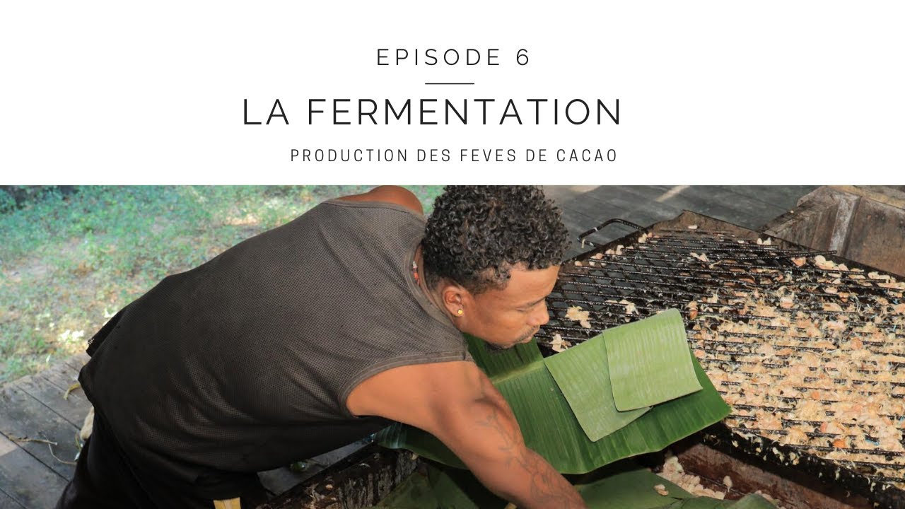 Production des fèves de cacao - Episode 6 - la fermentation