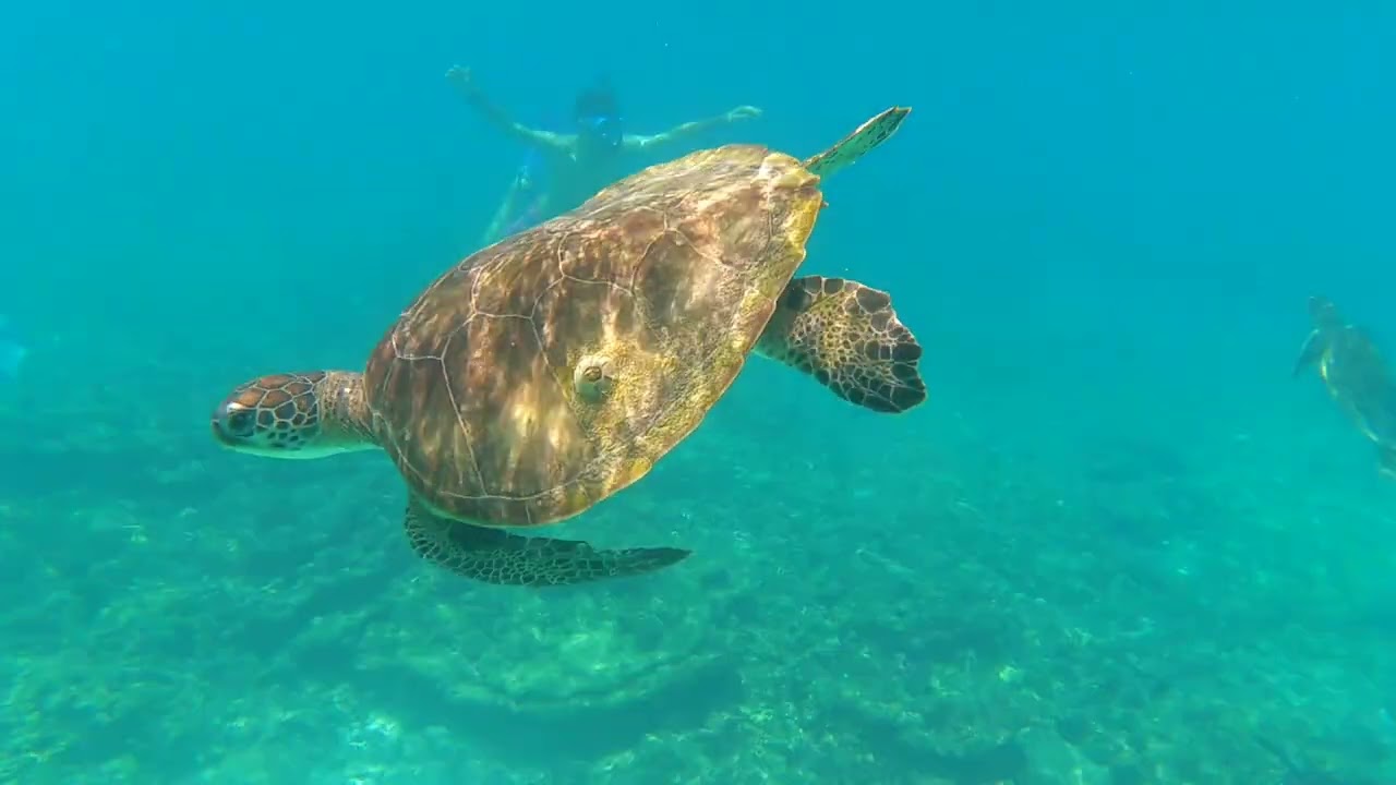 🐢 Snorkeling the Daymaniat Islands | Turtles, Reef Sharks & Hidden Marine Life 🌊
