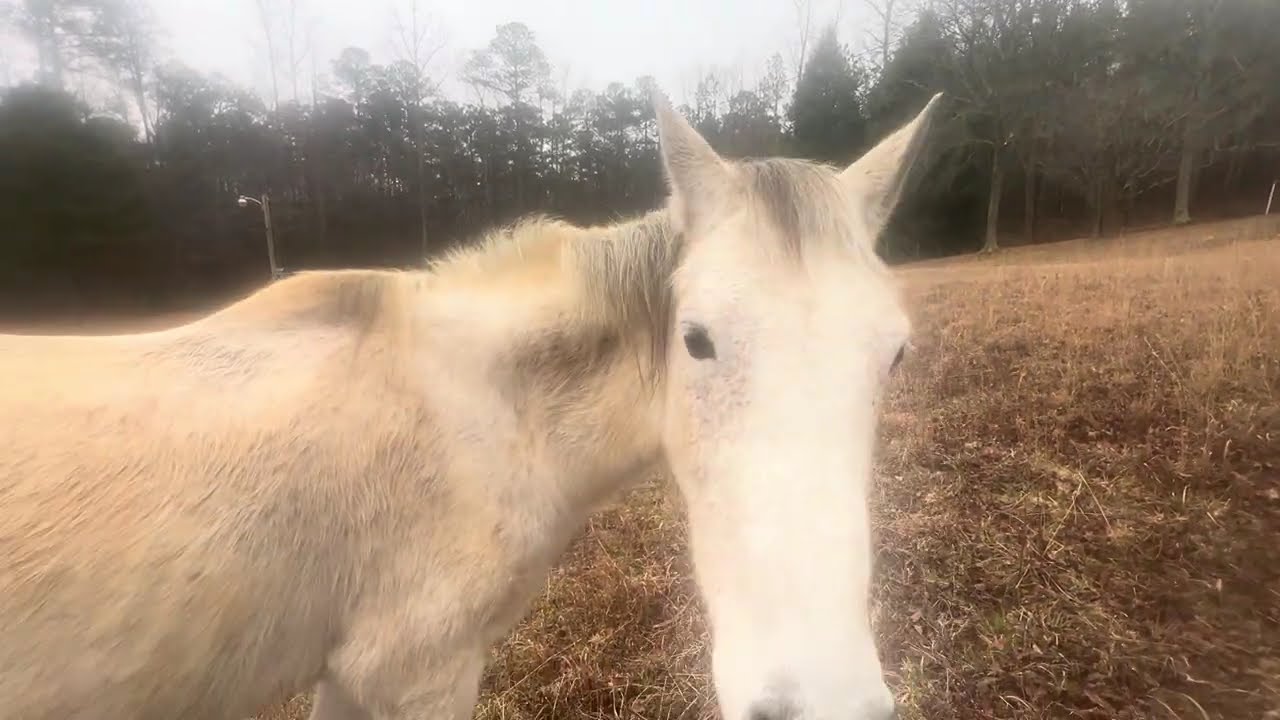 Horse Grazing — Dog Watching 🌤️🐴🌾✨