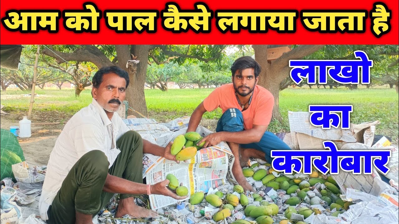 आम का पाल कैसे लगाया जाता है || Malihabad Mangoes 🥭 || Lucknow Mango Update 2023