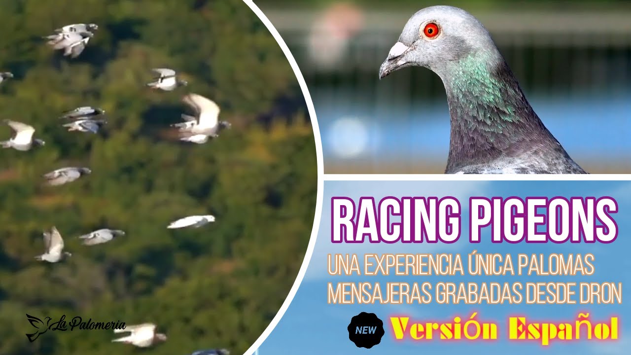 Palomas Mensajeras una Experiencia Única