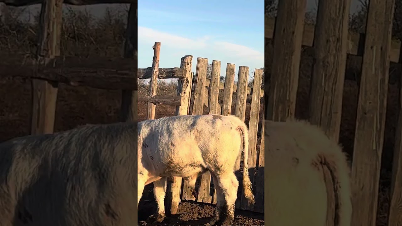 Заражение Эмкар и ее последствие