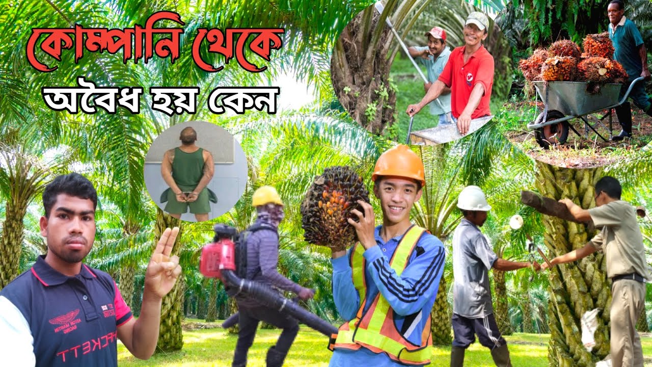 পাম বাগান থেকে প্রবাসীরা কেন অবৈধ হয় | বিস্তারিত Plantation Malaysia Company jobs