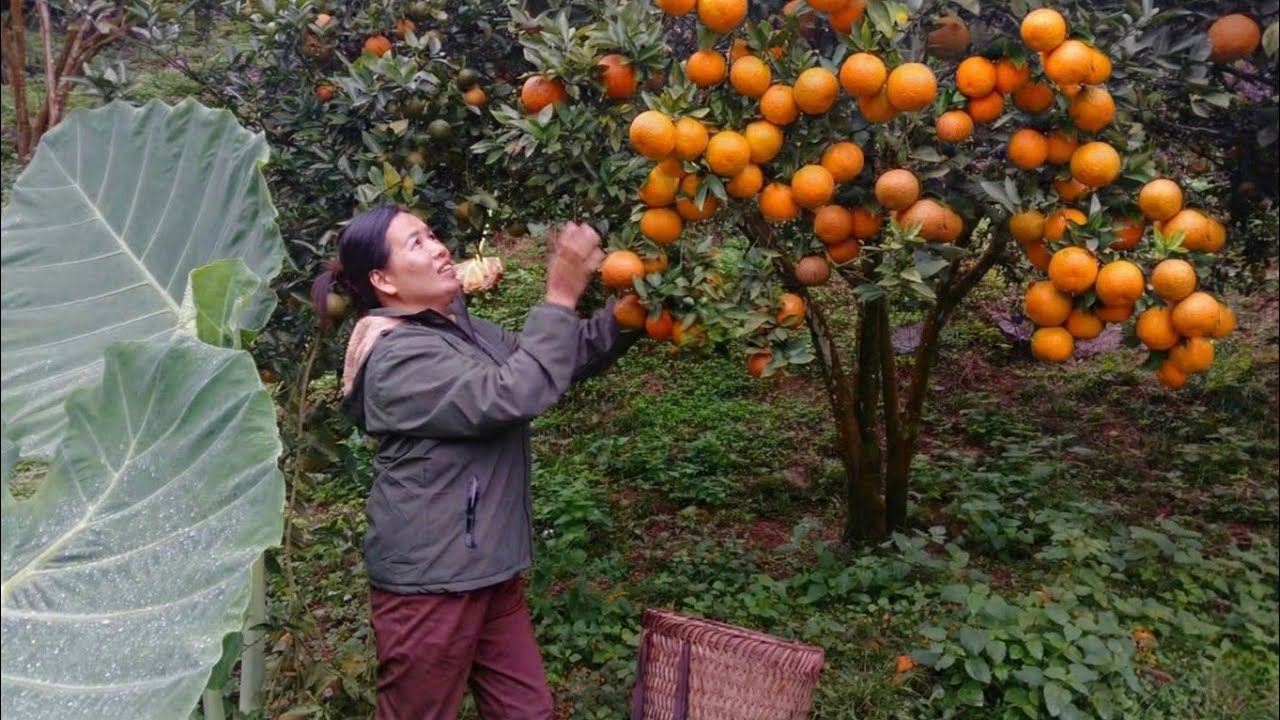 The journey of harvesting oranges for sale. Clean agricultural products