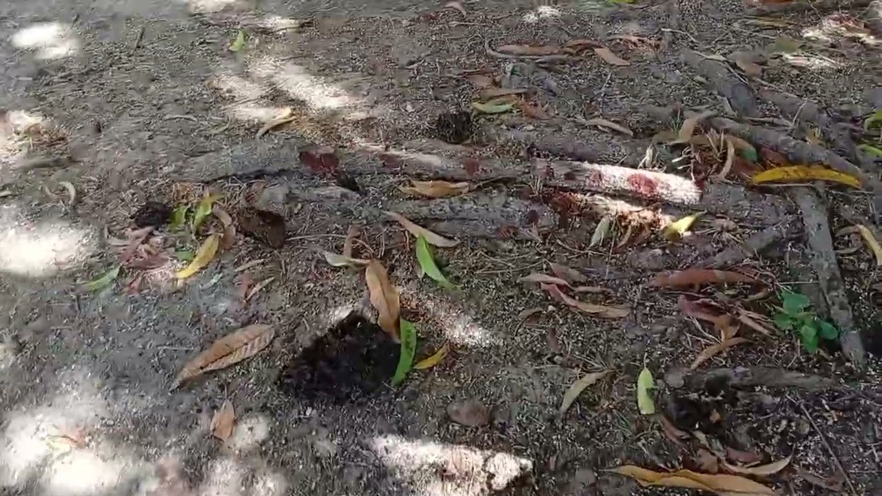 Hoje foi dia de visitar o sítio da minha tia e derrubar o cupim....🌵🌵