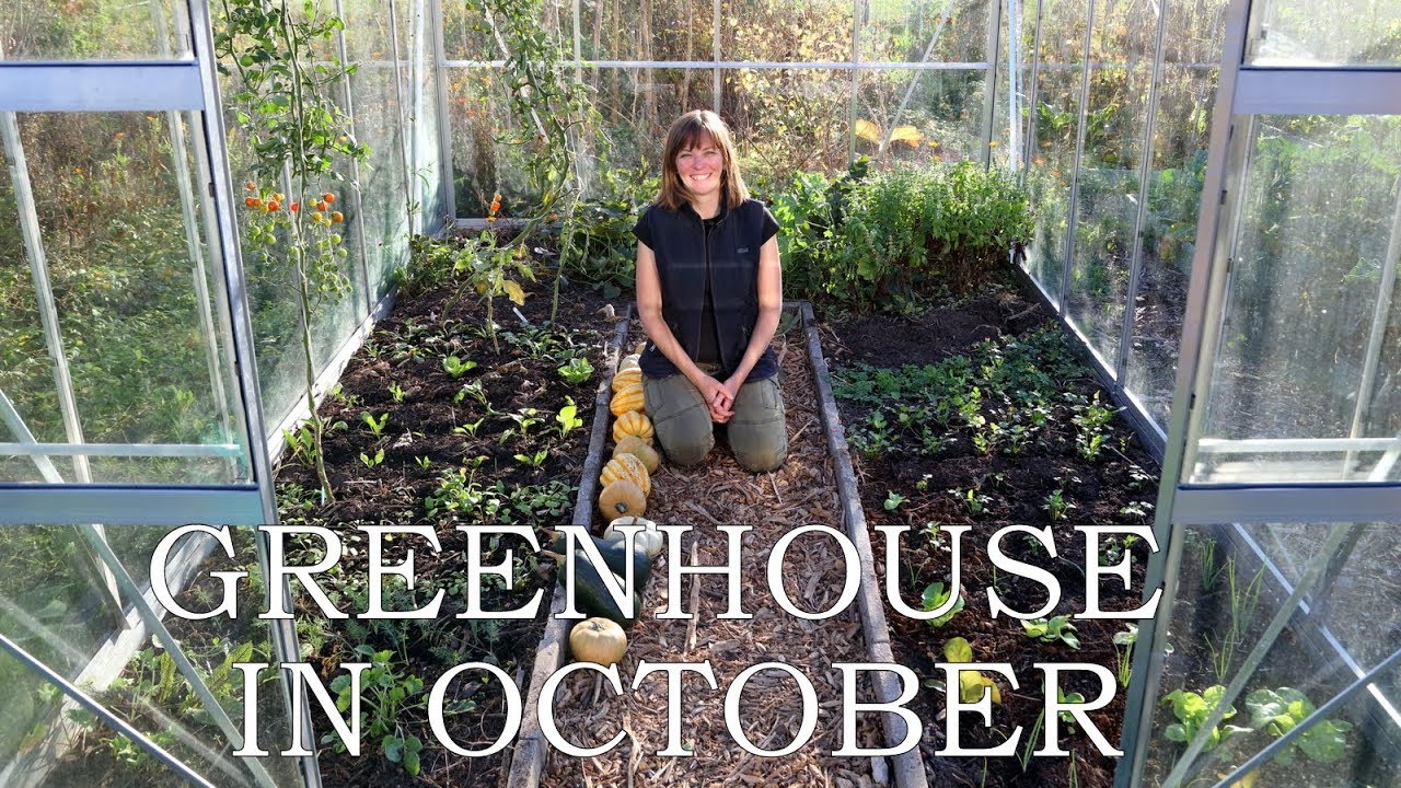 Greenhouse in October/ Transitioning from summer crops to winter salads