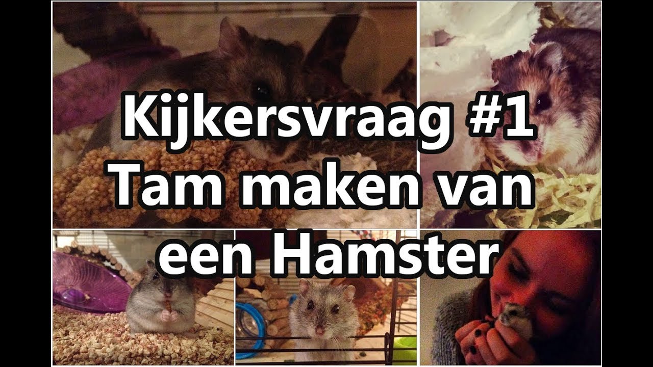 Hamster tam maken als hij misschien bijt? | Kijkersvraag #1 - BMD Pets 😺