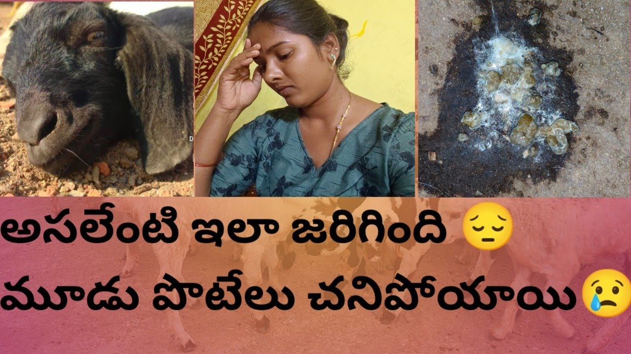 మా పొట్టేళ్లు మూడు చనిపోయాయి😔😢#shortsfeed #trending #agriculture #farming #goatfarming #viralvideos 
